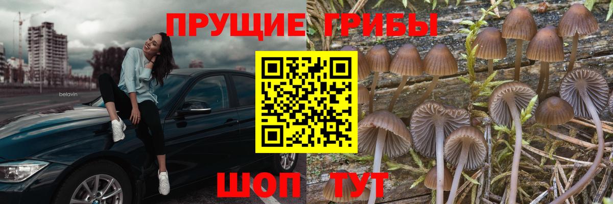 Псилоцибиновые грибы Psilocybe Карталы